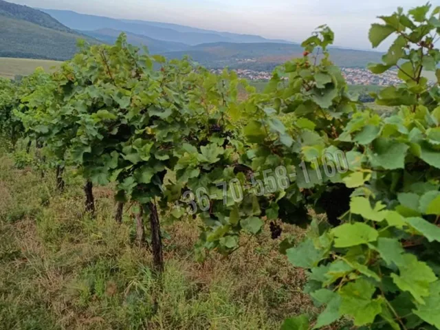 Eladó telek Szendehely 17600 nm