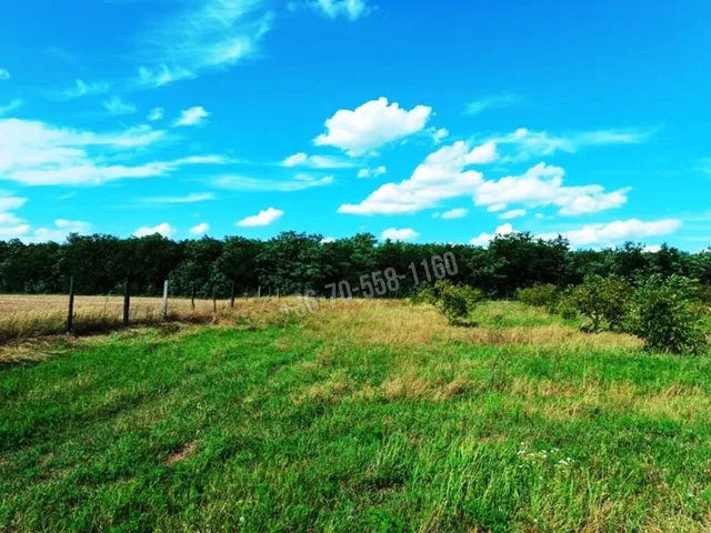 Eladó mezőgazdasági ingatlan Sződ 82000 nm