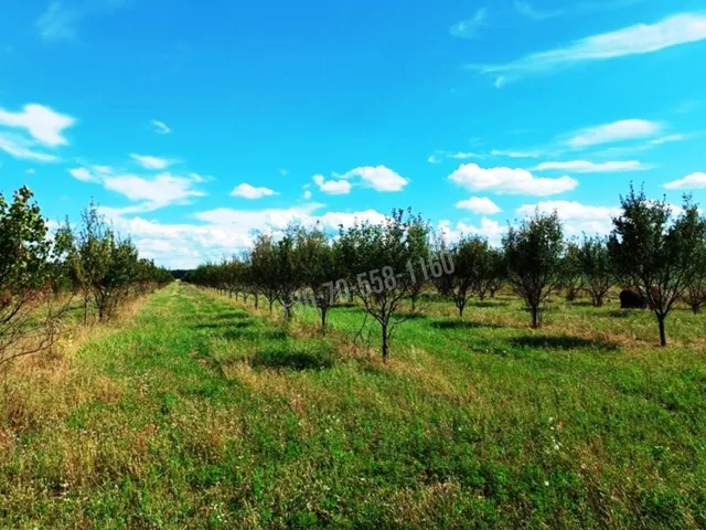 Eladó mezőgazdasági ingatlan Sződ 82000 nm