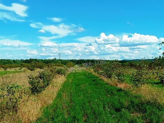 Eladó mezőgazdasági ingatlan Sződ 82000 nm