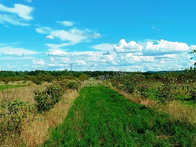 Eladó mezőgazdasági ingatlan Sződ, 2104-es út 50000 nm