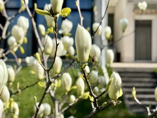 Eladó telek Budapest XII. kerület, Virányos 2239 nm
