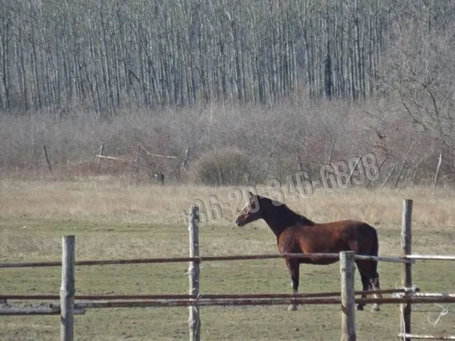 Eladó mezőgazdasági ingatlan Papkeszi 2000 nm