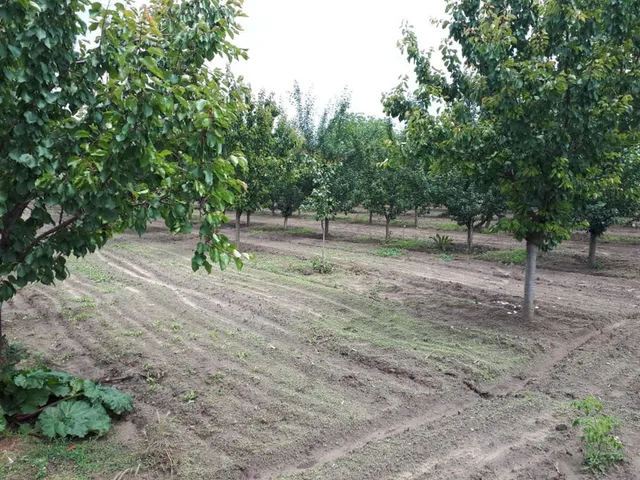 Eladó mezőgazdasági ingatlan Pilis, Zsolt utca 13920 nm