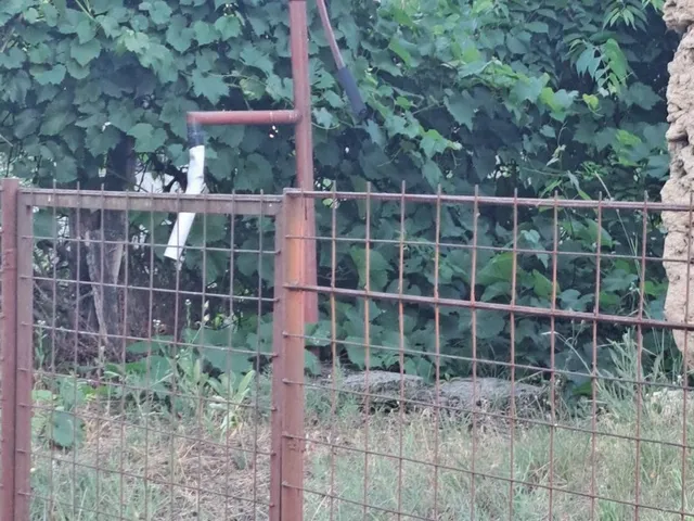 Eladó mezőgazdasági ingatlan Pilis, Haleszi szőlő II-es dűlő 1194 nm
