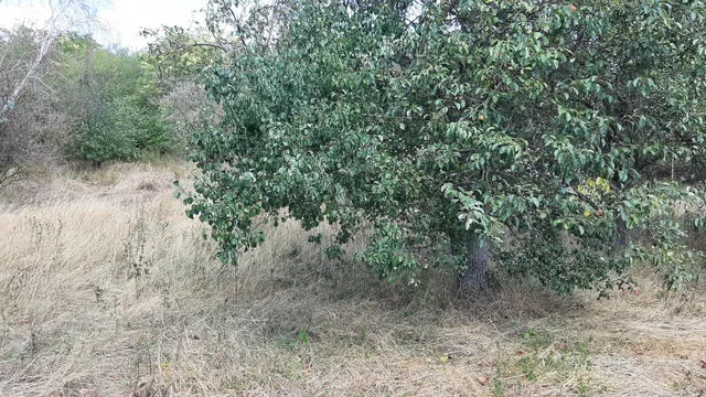 Eladó telek Kincsesbánya 1060 nm