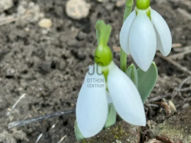 Eladó telek Százhalombatta, Óváros 1006 nm