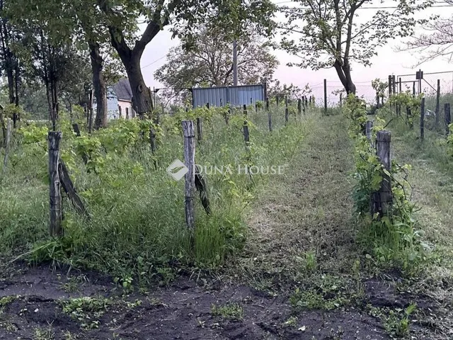 Eladó telek Mezőfalva, Diófa sor 1406 nm