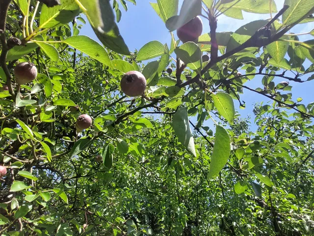 Eladó üdülő és hétvégi ház Nagymaros 40 nm