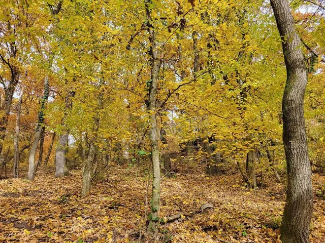 Eladó telek Kismaros, Börzsönyliget 1000 nm