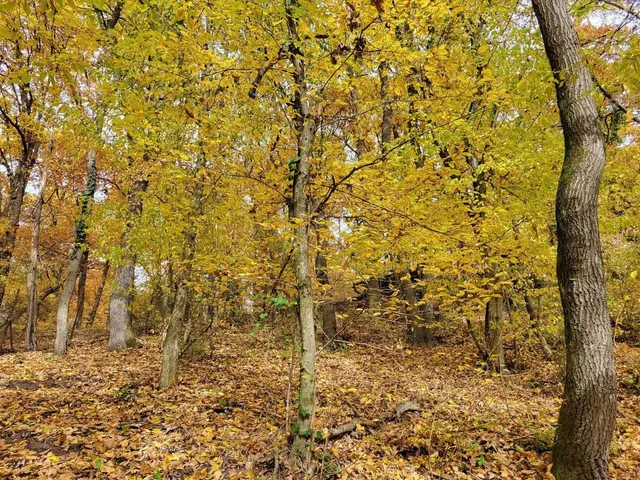 Eladó telek Kismaros, Börzsönyliget 1000 nm