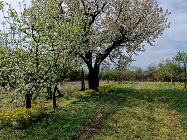 Eladó mezőgazdasági ingatlan Jánoshalma 12294 nm