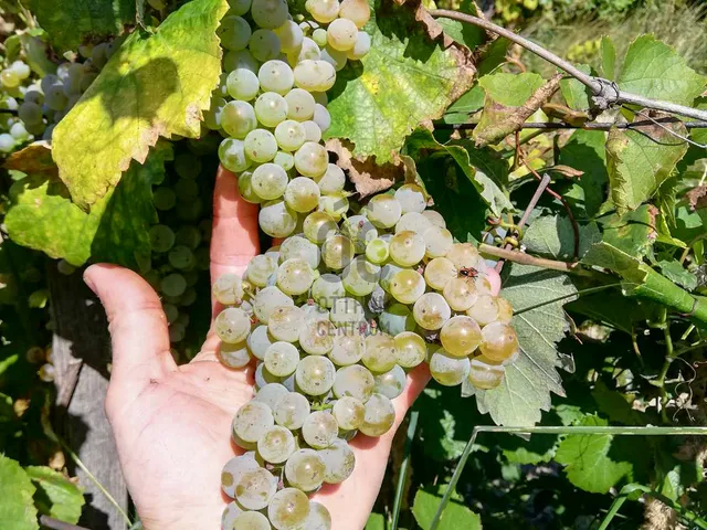 Eladó mezőgazdasági ingatlan Csókakő 6231 nm