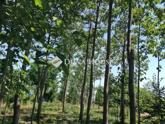 Eladó telek Bicske, Zártkert 2171 nm