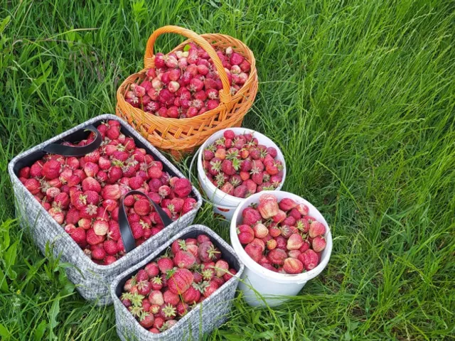 Kiadó telek Budapest XVII. kerület, Rákoshegy csendes mellékutcában található utca 1000 nm