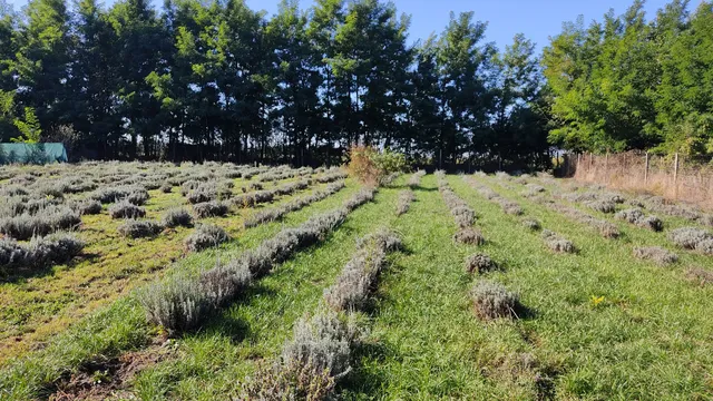 Eladó telek Perkáta, Bajcsy-Zsilinszky utca 970 nm