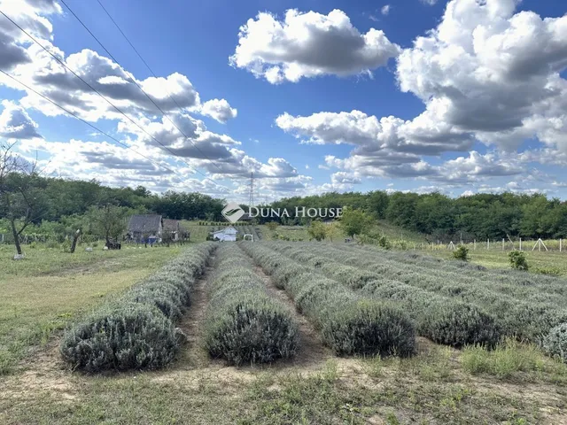 Eladó mezőgazdasági ingatlan Nyírcsaholy, Nincs utca 25 nm