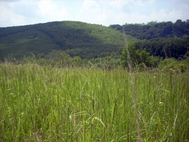 Eladó mezőgazdasági ingatlan Kehidakustány 4483 nm