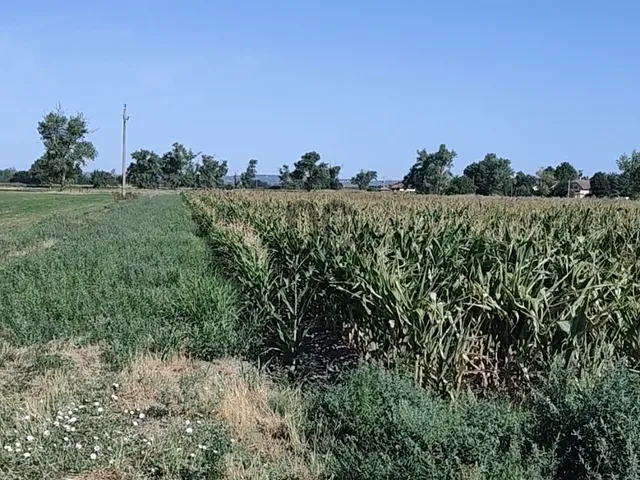 Eladó mezőgazdasági ingatlan Szigetszentmiklós 5755 nm