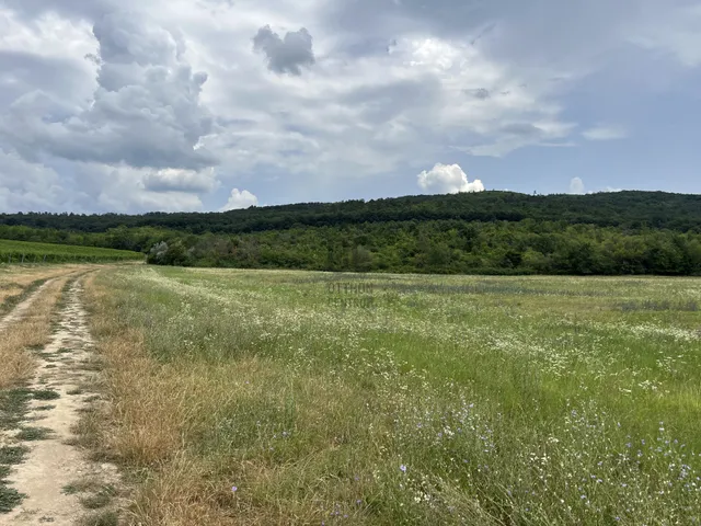 Eladó telek Budajenő 57000 nm