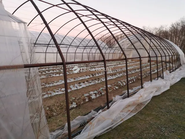 Eladó mezőgazdasági ingatlan Délegyháza 139250 nm