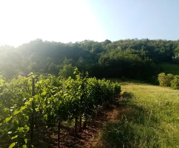 Eladó telek Tokaj 13948 nm