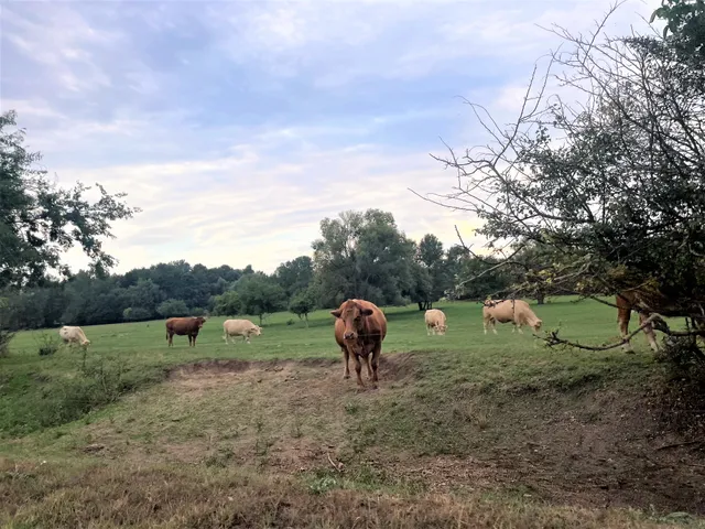 Eladó mezőgazdasági ingatlan Pilis, Halesziszőlő II. dűlő 6789 nm