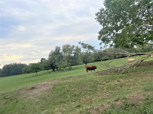 Eladó mezőgazdasági ingatlan Pilis, Halesziszőlő II. dűlő 6789 nm