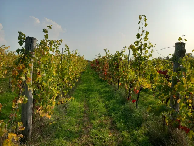 Eladó mezőgazdasági ingatlan Dörgicse, Mészkemence dűlő 41361 nm