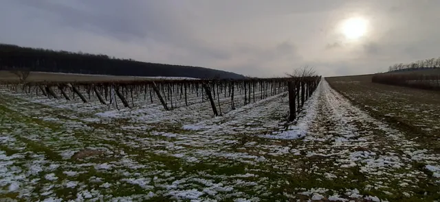 Eladó mezőgazdasági ingatlan Balatoncsicsó 19476 nm