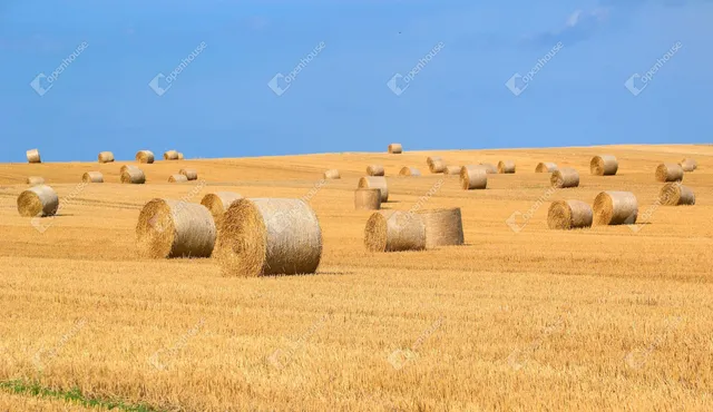 Eladó mezőgazdasági ingatlan Nagyszénás 12000 nm