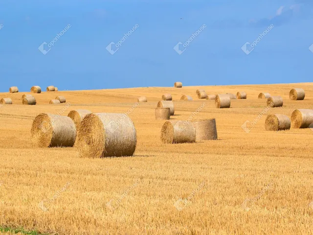 Eladó mezőgazdasági ingatlan Nagyszénás 12000 nm