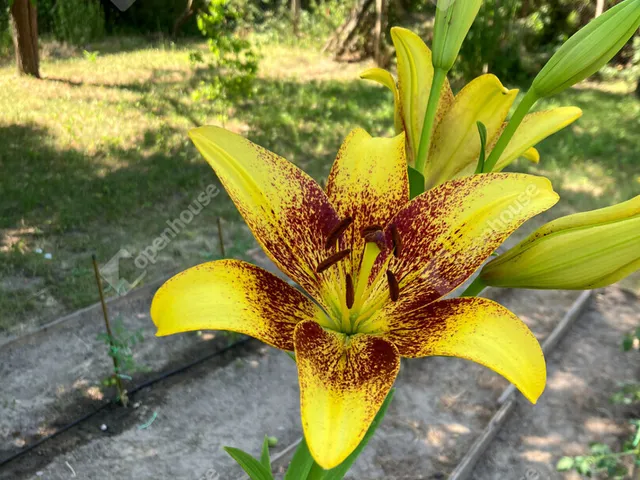 Eladó telek Bőny 811 nm