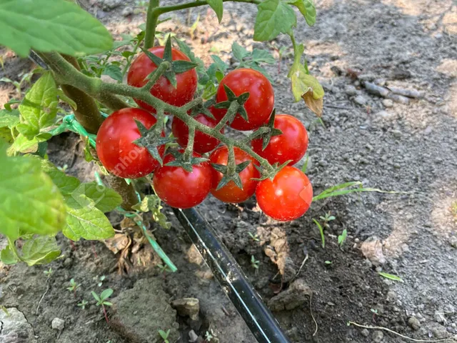 Eladó telek Bőny 811 nm