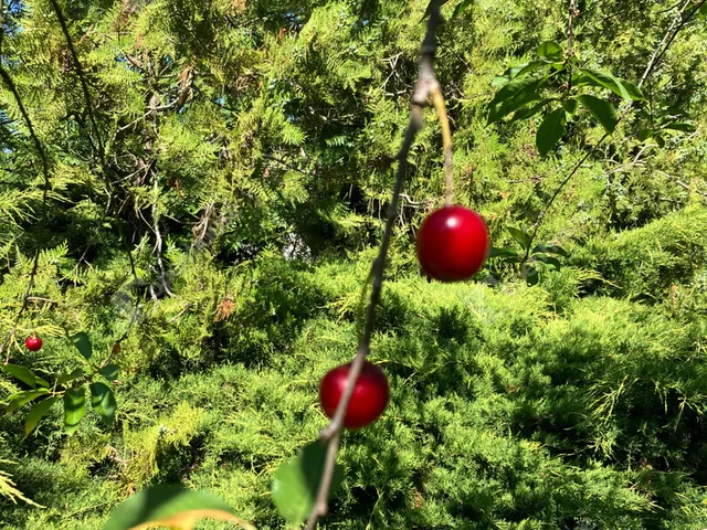 Eladó telek Bőny 811 nm