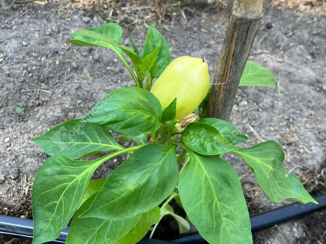 Eladó telek Bőny 811 nm