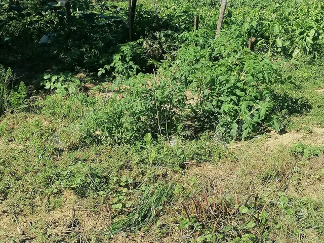 Eladó üdülő és hétvégi ház Nagykapornak 52 nm