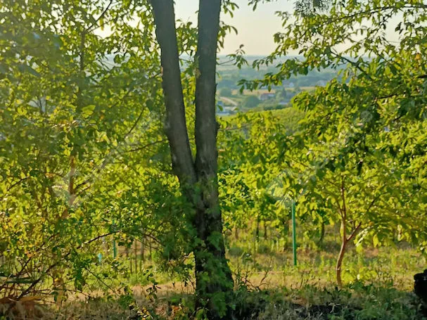 Eladó ház Somlószőlős 340 nm