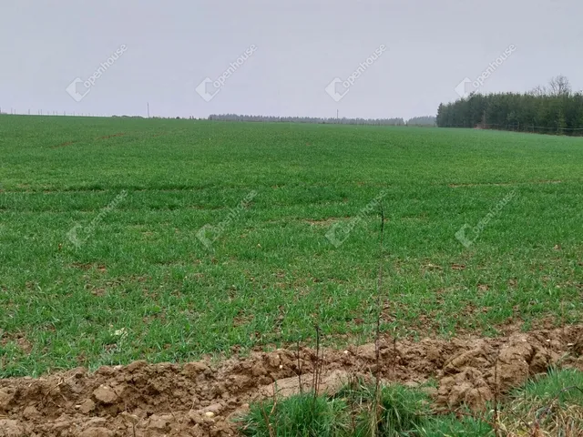 Eladó telek Hegyhátszentjakab 6000 nm