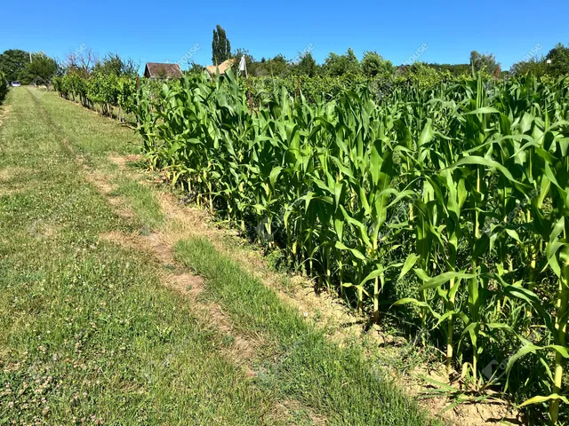 Eladó telek Alsópáhok 5247 nm