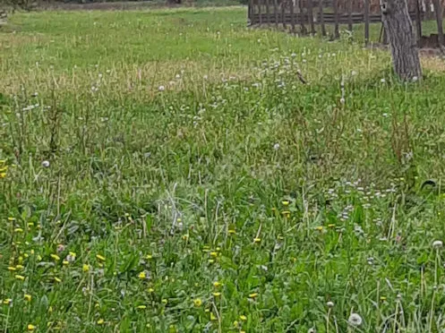 Eladó telek Rédics 2444 nm