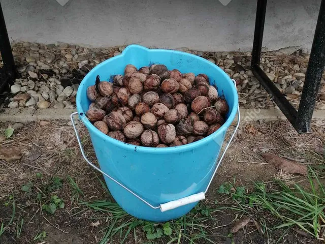 Eladó telek Petőmihályfa 4841 nm