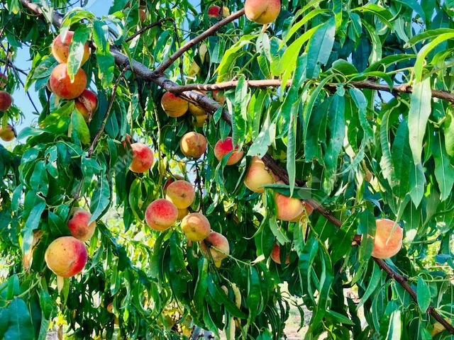 Eladó telek Alsópáhok 1500 nm