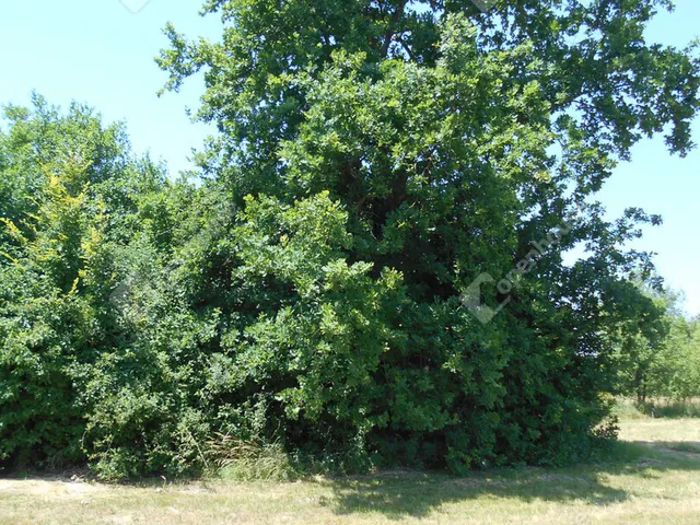 Eladó telek Szaknyér 1331 nm
