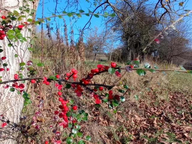 Eladó telek Zalaegerszeg 1180 nm