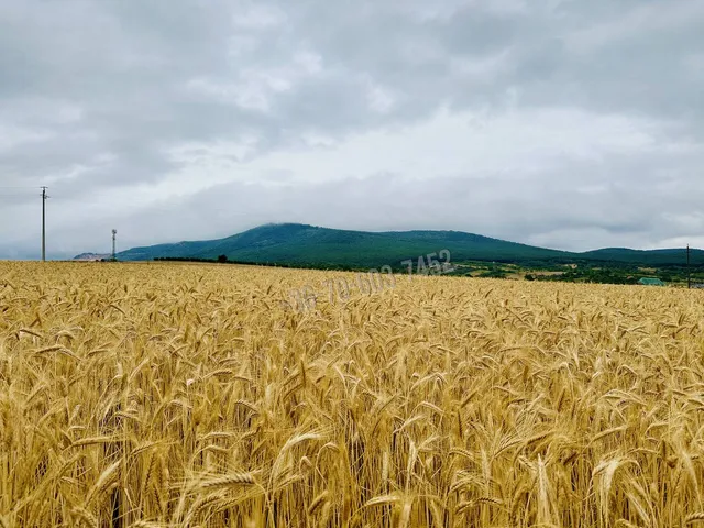 Eladó telek Kosd 1210 nm