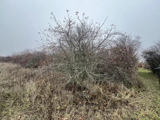 Eladó telek Törökbálint 1803 nm