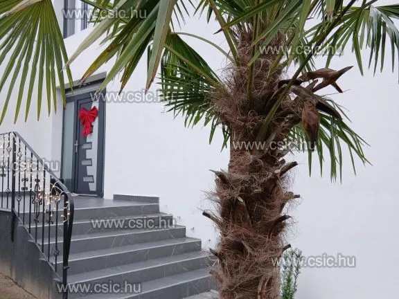 Eladó ház Budapest XVI. kerület, Árpádföld 187 nm