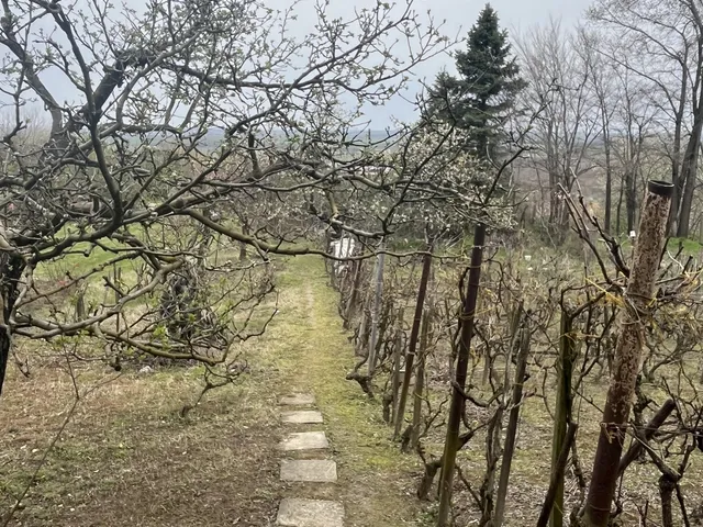 Eladó mezőgazdasági ingatlan Győrújbarát 1140 nm