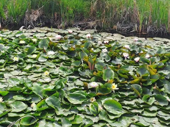 Eladó ház Érd 107 nm